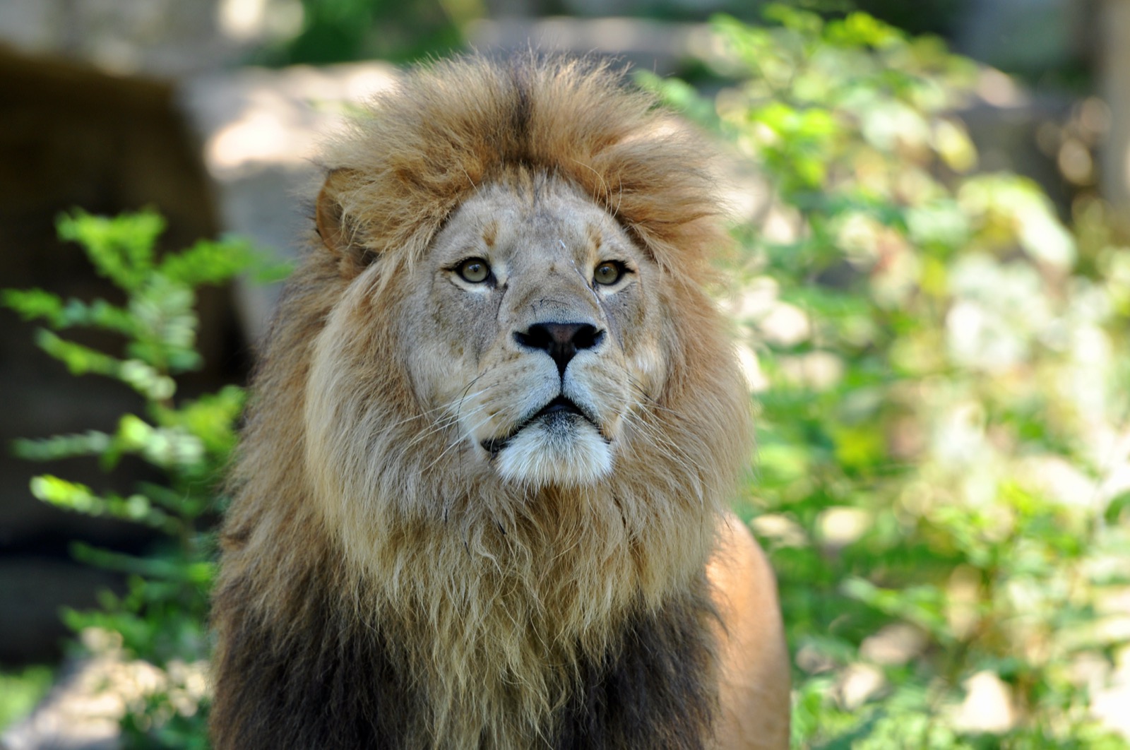 Löwe im Tierpark Hellabrunn